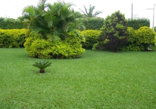 Venda de grama no estado do Ceará CE